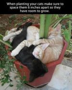 cat_plant.jpg