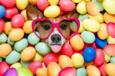 Dog eggs and glasses.jpg