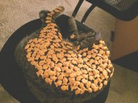 cat goldfish.jpg