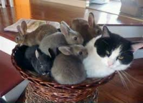 cat bunnies.png