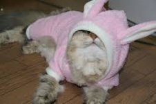 Cat in bunny outfit.jpg