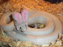 snake easter.jpg