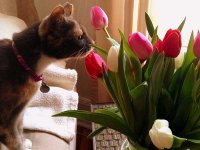 tulip-sniffs-tulips.jpg