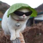 cabbage cat.jpg
