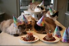 Cat birthday.jpg