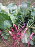 Watermelon radishes 1.JPG