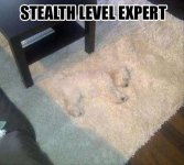 dog-sleeping-funny-pictures.jpg