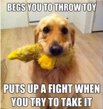 funny-dogs-wants-to-play-fetch.jpg