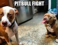 dog pitbull.jpg