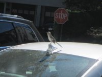 Mockingbird on Barb McD's car.JPG