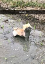 dog- mud.jpg