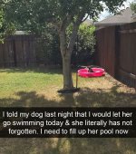 dog- pool.jpg