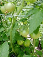 tomatoes-05232011-2.jpg