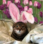 eastercat2.jpg