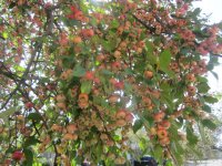 Crabapple 2, tree close.JPG