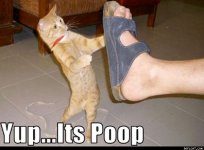 cat - Yep_Its_Poop.jpg