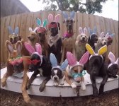 EasterDogs.JPG