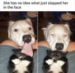 Dog licks cat.jpg
