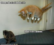 cat gravity.jpg