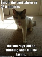 cat_sun_rays.jpg