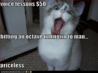 cat_lessons.jpg