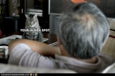 cat_spot.jpg