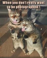 cat tongues.jpg