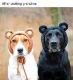 Dogs - after visiting grandma hats.jpg