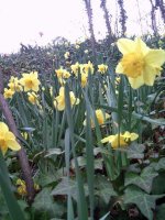 Daffodils1.jpg