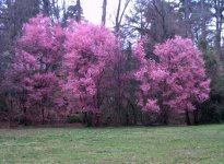 FallonParkPinkTrees1.jpg