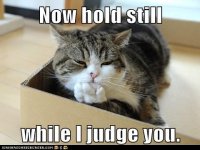 cat- judge.jpg