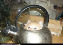 cat_kettle.jpg