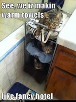 cat_warmtowels.jpg