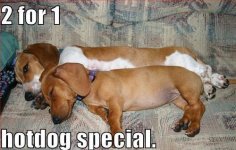 funny-dog-pictures-two-for-one-hotdog-special.jpg