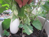 Baby white eggplant.JPG