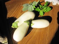 Baby white eggplant, 1.JPG