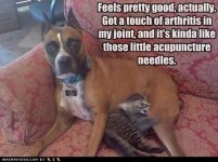 Dog cat acupuncture.jpg