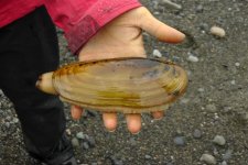 #######Razor Clam.jpg