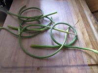 Garlic scapes.JPG