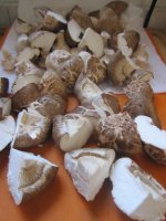 Mushrooms 2, cut.JPG