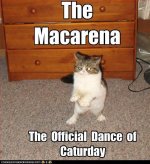 cat_macarena.jpg