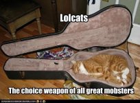 cat_guitarcase.jpg