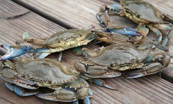 #######Blue Crab.jpg